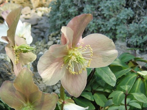 Helleborus x hybridus