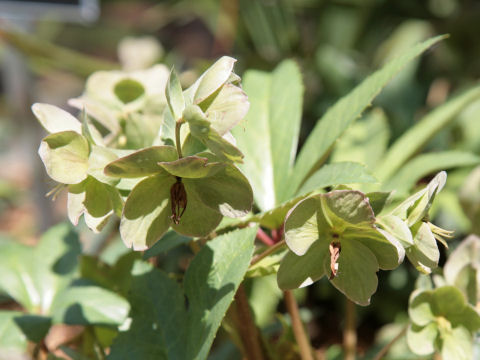 Helleborus x hybridus cv. Sunmarble