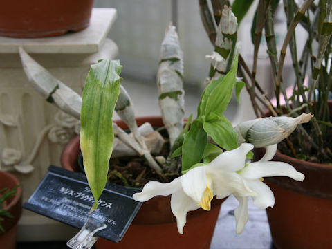 Chysis bractescens