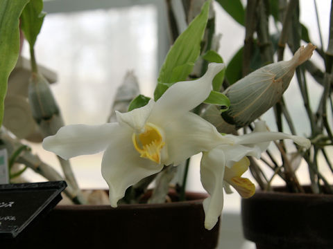 Chysis bractescens