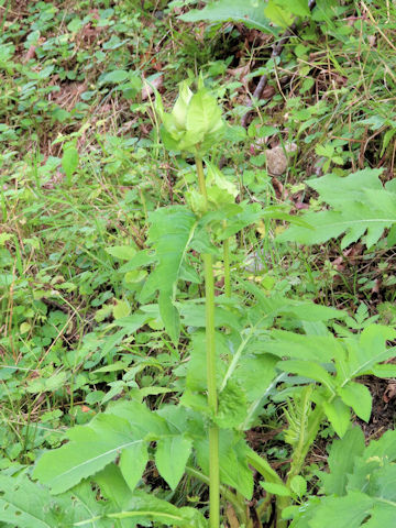 Cirsium oleraceum