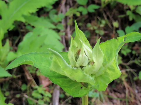 Cirsium oleraceum