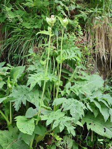 Cirsium oleraceum