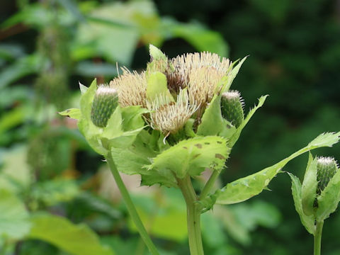 Cirsium oleraceum