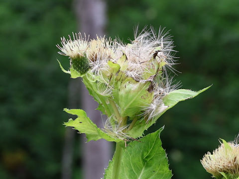 Cirsium oleraceum