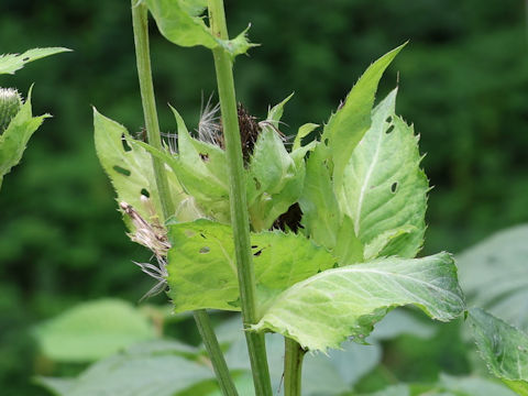 Cirsium oleraceum