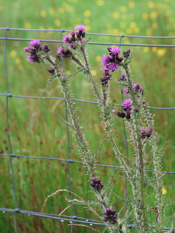 Cirsium palustre
