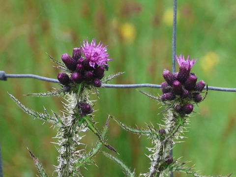 Cirsium palustre