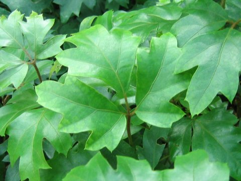 Cissus rhombifolia cv. Ellen Danica