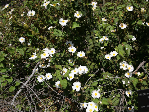 Cistus populifolius