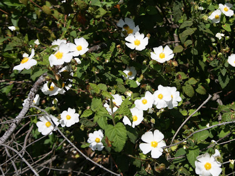 Cistus populifolius