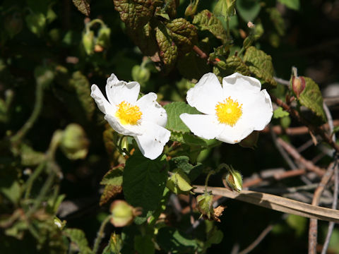 Cistus populifolius