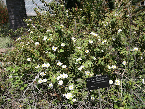 Cistus populifolius