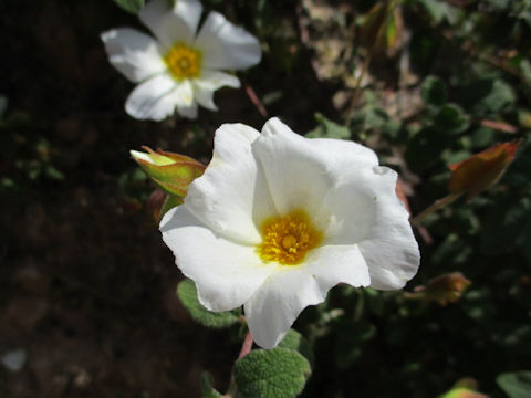 Cistus salviifolius