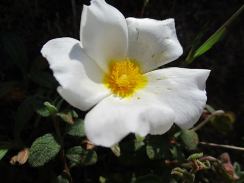 Cistus salviifolius