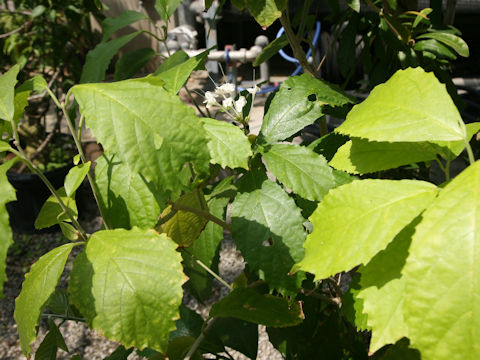 Clerodendrum bakeri