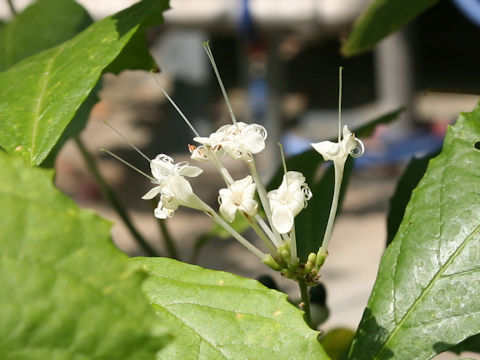 Clerodendrum bakeri