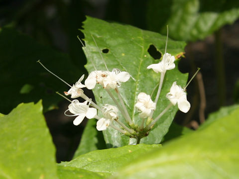 Clerodendrum bakeri