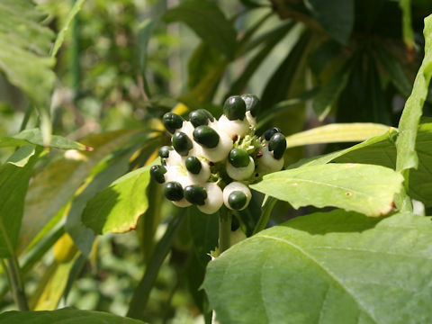 Clerodendrum bakeri