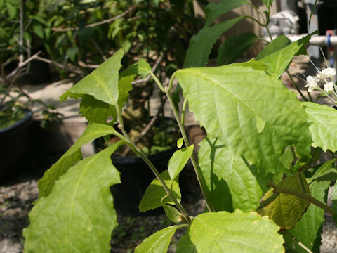 Clerodendrum bakeri