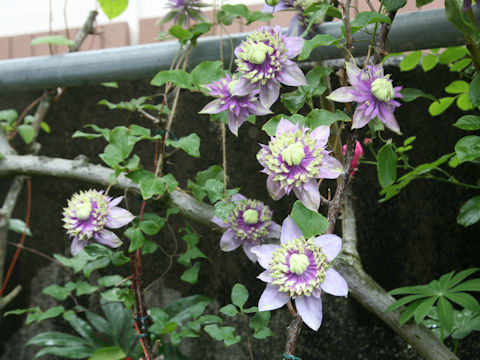 Clematis cv. Taiga