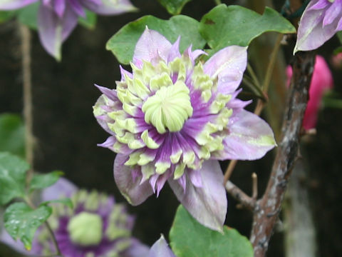 Clematis cv. Taiga