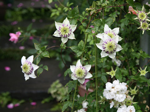 Clematis cv. Taiga