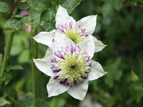 Clematis cv. Taiga