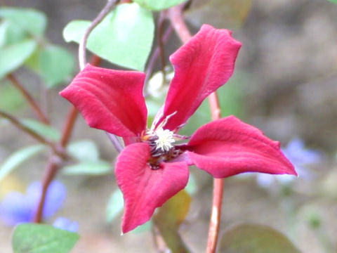 Clematis texensis cv. Gravety Beauty