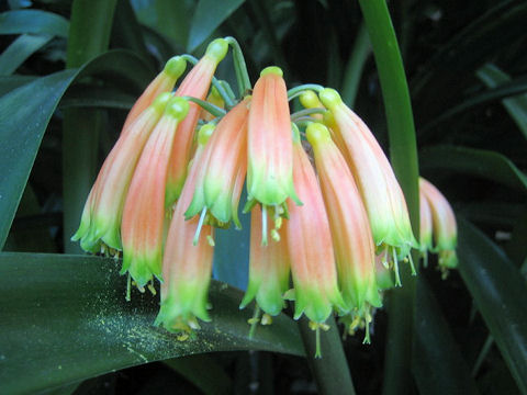 Clivia gardenii