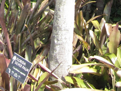 Coccothrinax argentata