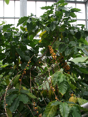 Coffea arabica