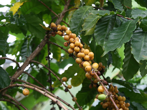 Coffea arabica