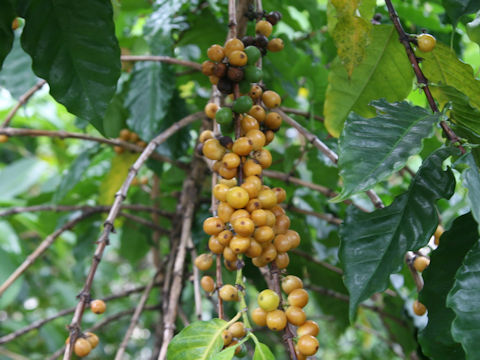 Coffea arabica