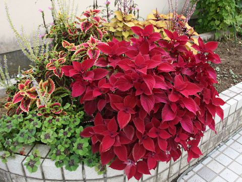 Coleus blumei