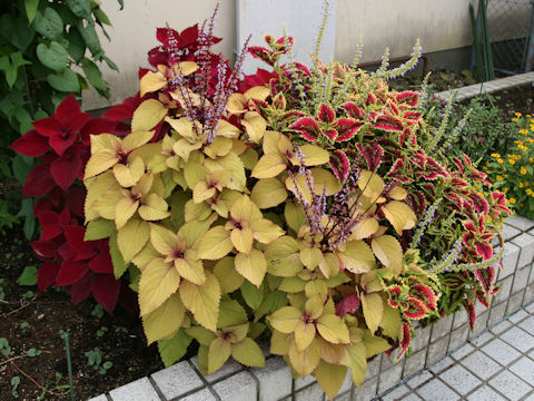 Coleus blumei