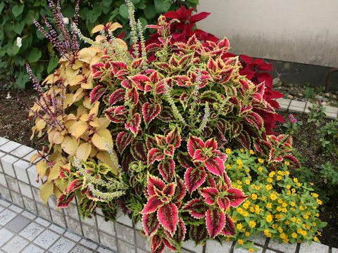 Coleus blumei