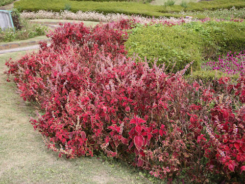 Coleus blumei