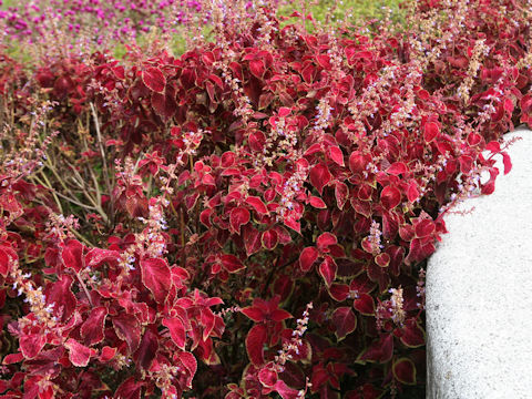 Coleus blumei