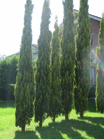 Juniperus scopulorum cv. Skyrocket