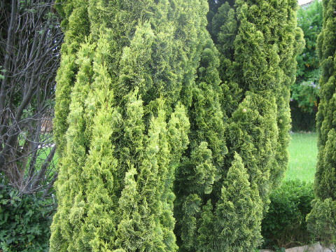Juniperus scopulorum cv. Skyrocket