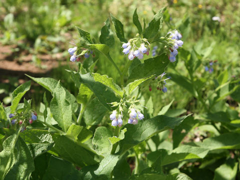 Symphytum officinale