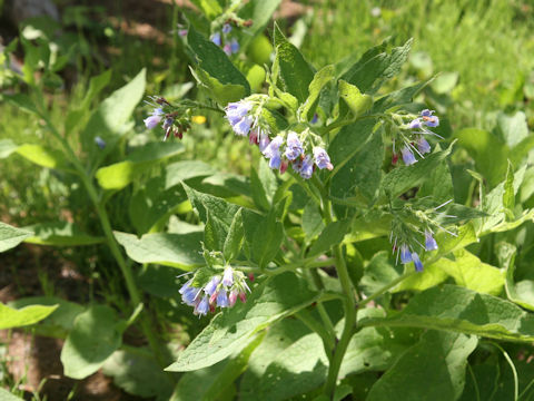 Symphytum officinale