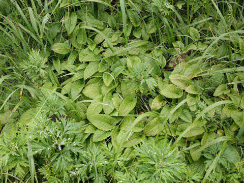 Symphytum officinale