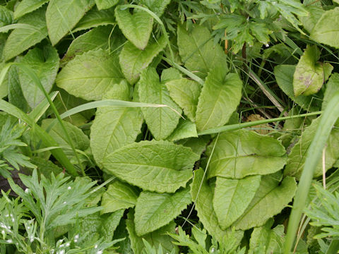 Symphytum officinale