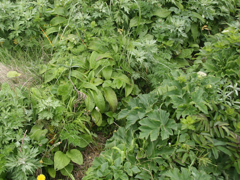 Symphytum officinale
