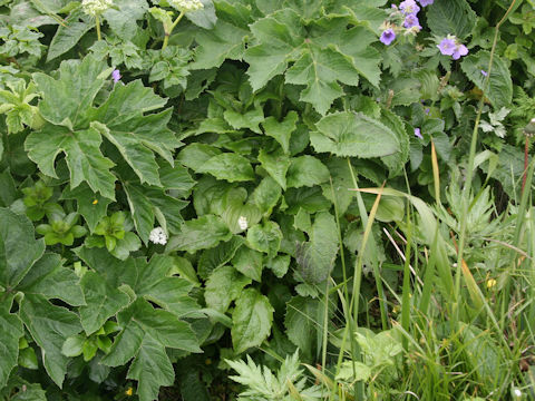 Symphytum officinale