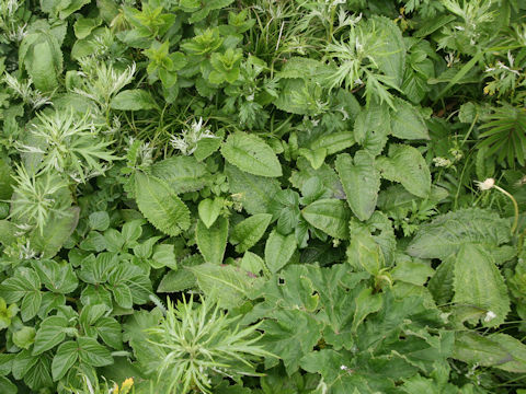 Symphytum officinale