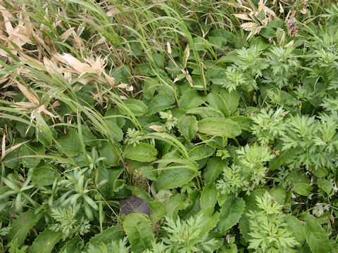Symphytum officinale