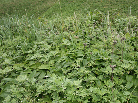 Symphytum officinale